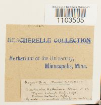 Bartramia halleriana image