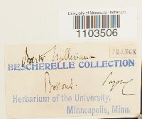 Bartramia halleriana image