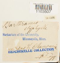 Bartramia ithyphylla image