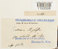 Bartramia ithyphylla image