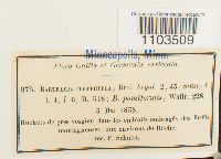 Bartramia ithyphylla image