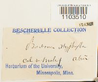 Bartramia ithyphylla image