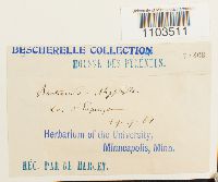 Bartramia ithyphylla image