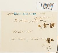 Bartramia ithyphylla image