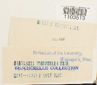 Bartramia ithyphylla image