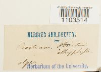 Bartramia ithyphylla image