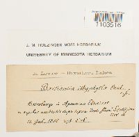 Bartramia ithyphylla image