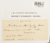 Bartramia ithyphylla image