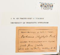 Bartramia ithyphylla image