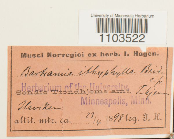 Bartramia ithyphylla image