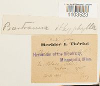 Bartramia ithyphylla image