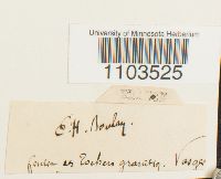 Bartramia ithyphylla image