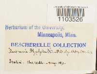 Bartramia ithyphylla image