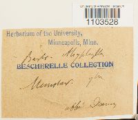 Bartramia ithyphylla image