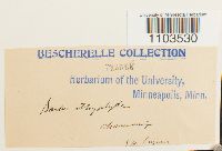 Bartramia ithyphylla image