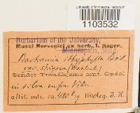 Bartramia ithyphylla image