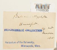 Bartramia ithyphylla image