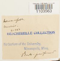 Bartramia pomiformis image