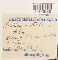 Thumbnail image of current specimen