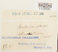 Bartramia stricta image