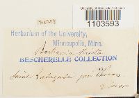 Bartramia stricta image