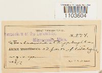 Bartramia ithyphylla image