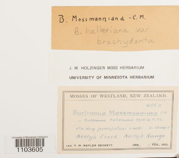 Bartramia halleriana var. brachydonta image