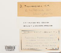 Bartramia halleriana image