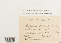 Bartramia halleriana image