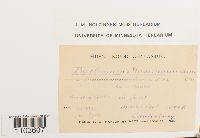 Bartramia halleriana image