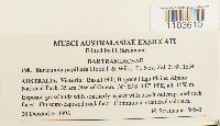 Bartramia robusta image