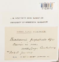 Bartramia robusta image
