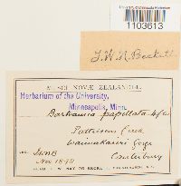 Bartramia robusta image