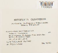 Thumbnail image of current specimen