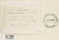 Thumbnail image of current specimen