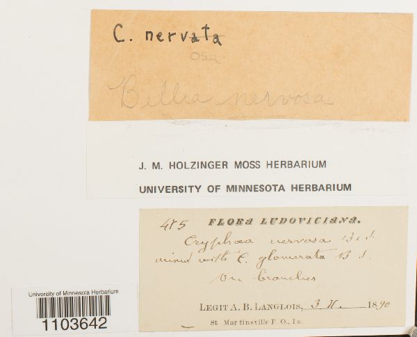 Bellia nervosa image