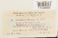 Porotrichum vancouveriense image