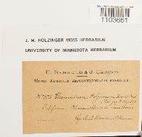 Porotrichum vancouveriense image