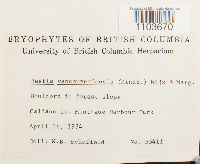 Porotrichum vancouveriense image