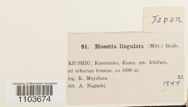 Bissetia lingulata image