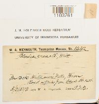 Blindia magellanica image