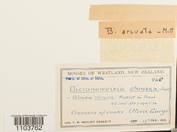 Blindia magellanica image