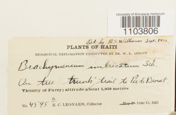 Brachymenium imbricatum image