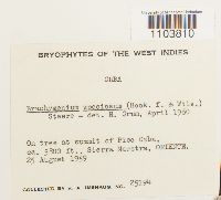 Image Associated With the Occurrence