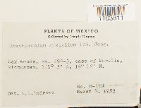 Brachymenium systylium image