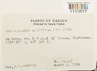 Brachymenium systylium image