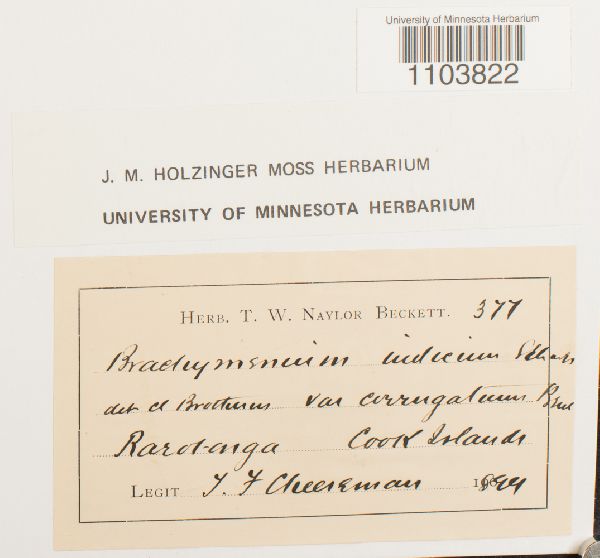 Brachymenium indicum image