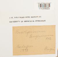 Brachymenium acuminatum image