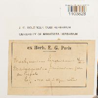 Brachymenium acuminatum image