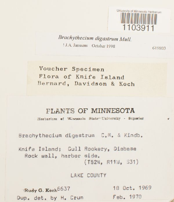 Brachythecium digastrum image
